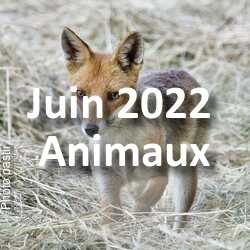 fotoduelo Juin 2022 - Animaux