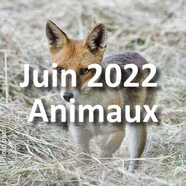 fotoduelo Juin 2022 - Animaux