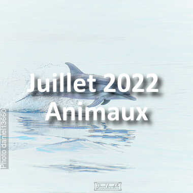 fotoduelo Juillet 2022 - Animaux