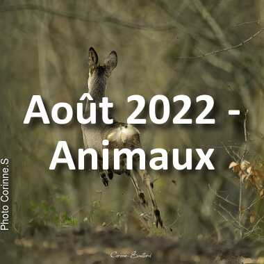 fotoduelo Août 2022 - Animaux