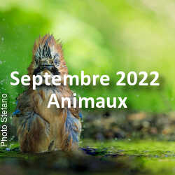 fotoduelo Septembre 2022 - Animaux