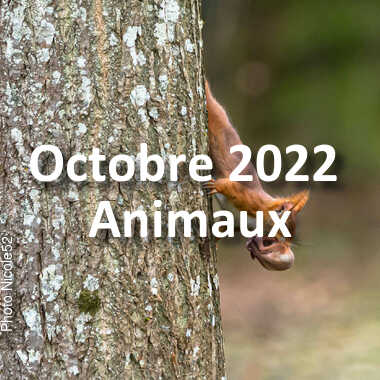 fotoduelo Octobre 2022 - Animaux