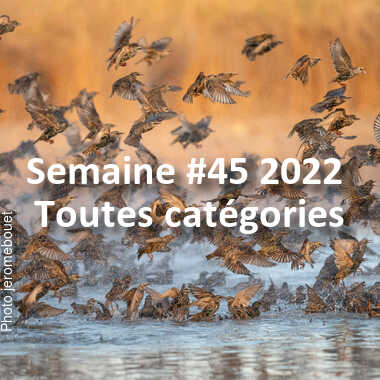 fotoduelo Semaine #45 2022 - Toutes catégories