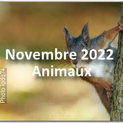 fotoduelo Novembre 2022 - Animaux