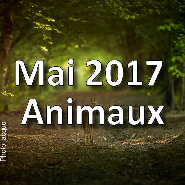 fotoduelo Mai 2017 - Animaux