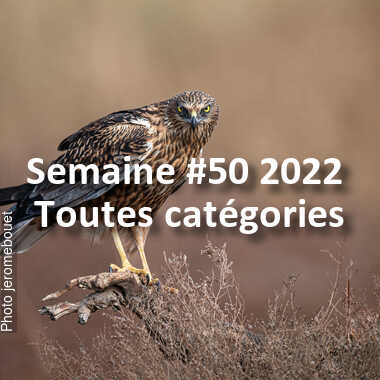 fotoduelo Semaine #50 2022 - Toutes catégories