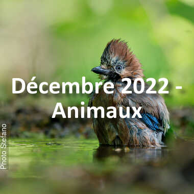 fotoduelo Décembre 2022 - Animaux