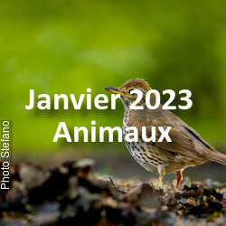 fotoduelo Janvier 2023 - Animaux
