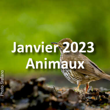 fotoduelo Janvier 2023 - Animaux