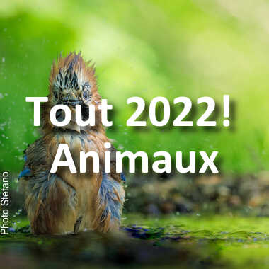 fotoduelo Tout 2022! - Animaux