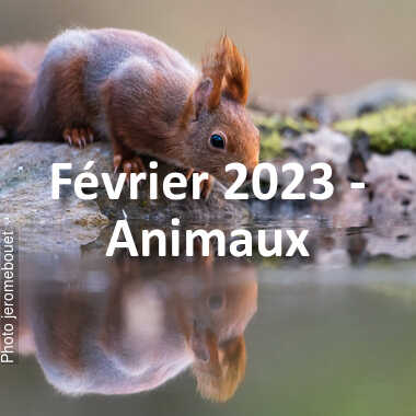 fotoduelo Février 2023 - Animaux