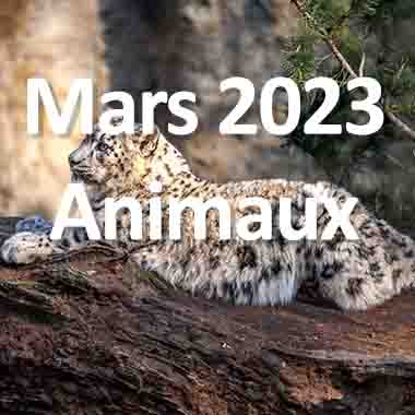 fotoduelo Mars 2023 - Animaux