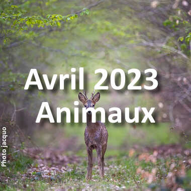 fotoduelo Avril 2023 - Animaux