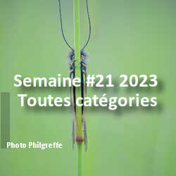 fotoduelo Semaine #21 2023 - Toutes catégories