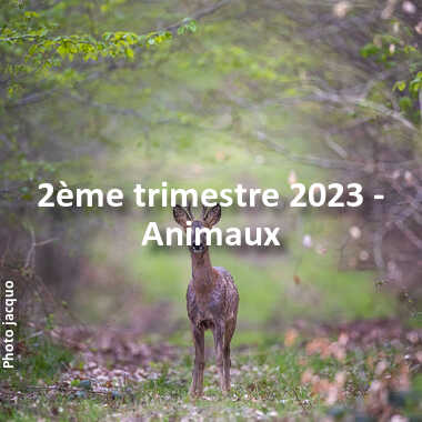 fotoduelo 2ème trimestre 2023 - Animaux