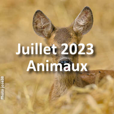 fotoduelo Juillet 2023 - Animaux