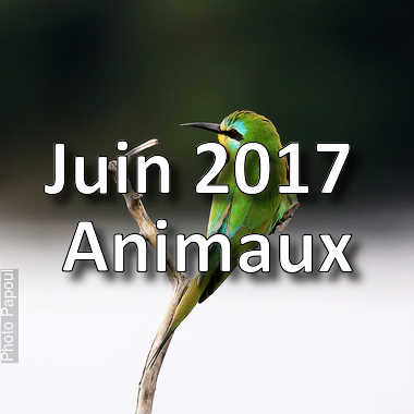 fotoduelo Juin 2017 - Animaux