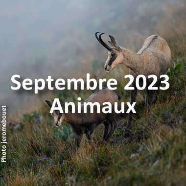 fotoduelo Septembre 2023 - Animaux