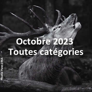 fotoduelo Octobre 2023 - Toutes catégories