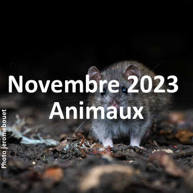 fotoduelo Novembre 2023 - Animaux