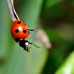 Ladybird56