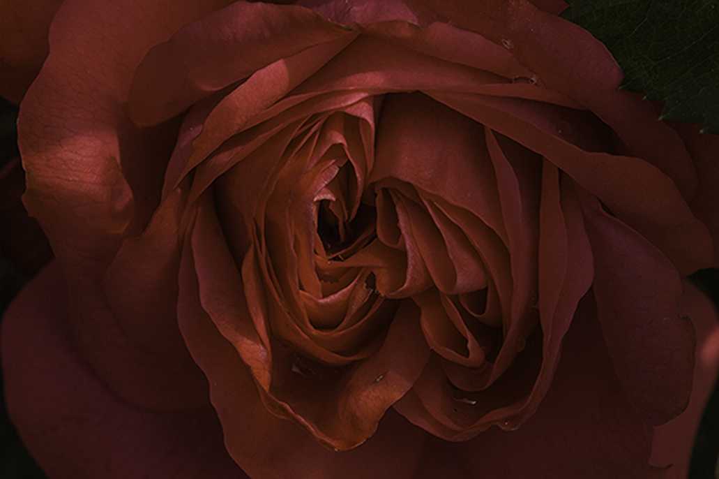 Le coeur d'une rose