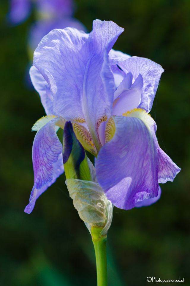 La belle Iris