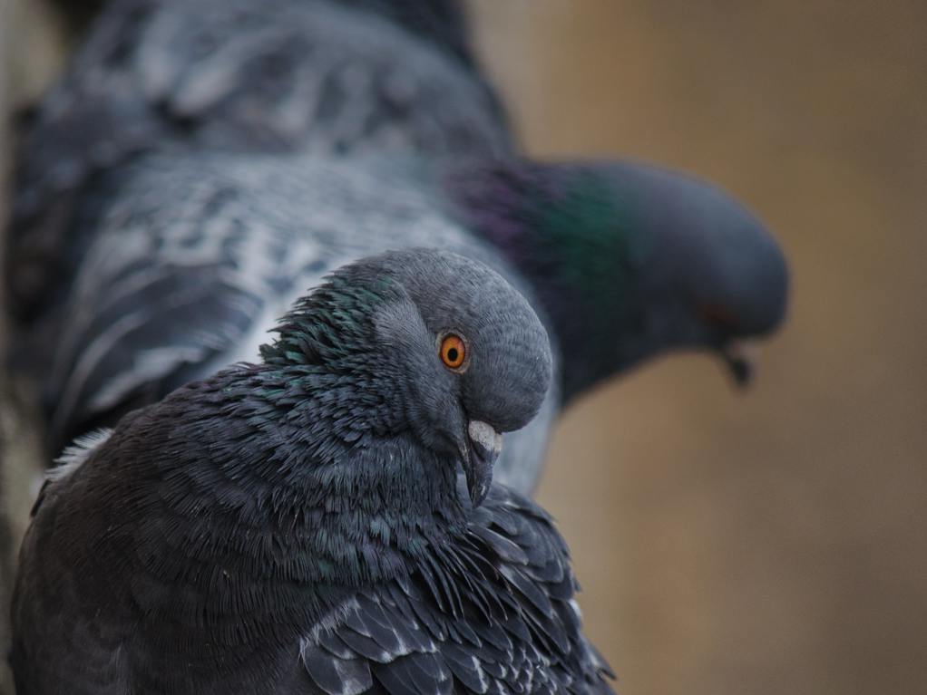 Pigeon parisien