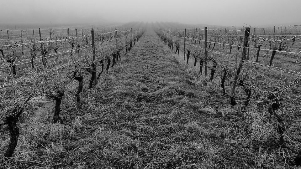 vigne et brouillard