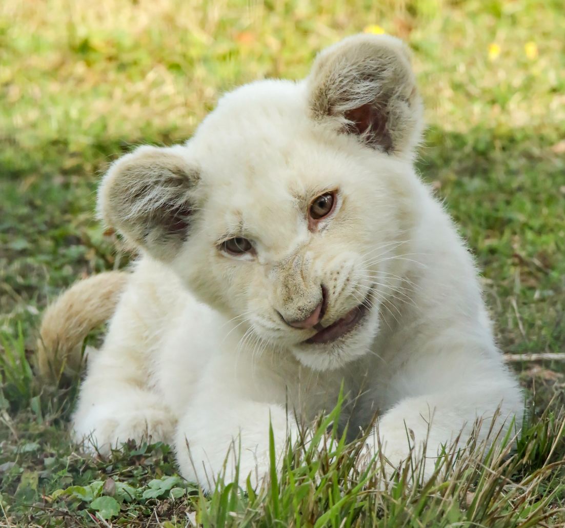 the eye of the lion cub
