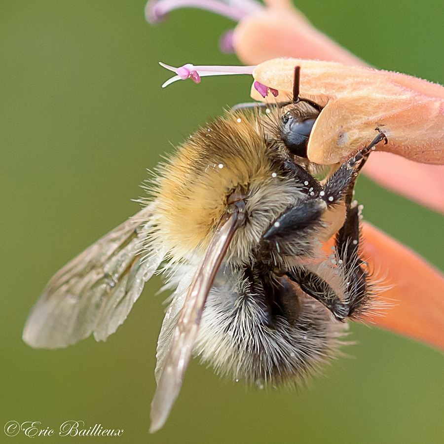 l'abeille butineuse
