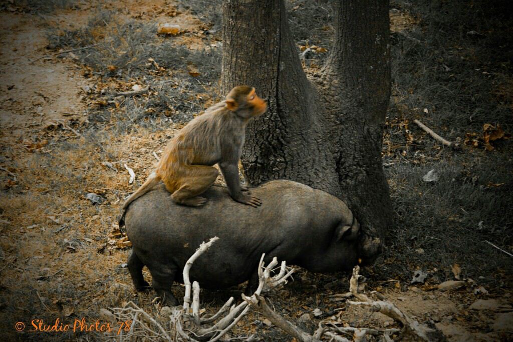 Rodéo Macaque/Cochon Vietnamien