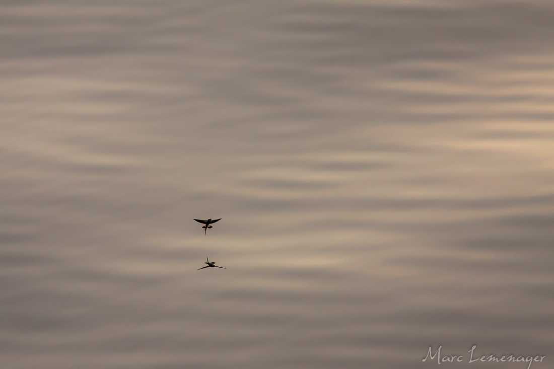 Exocoetidae à la tombée du jour.
