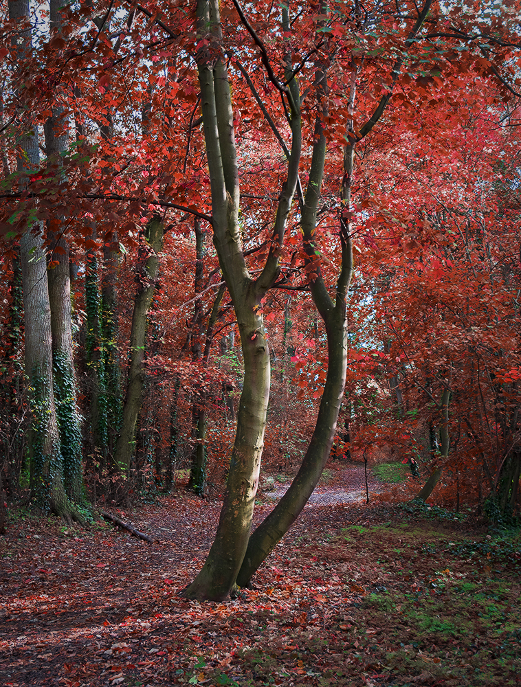 Sur le sentier