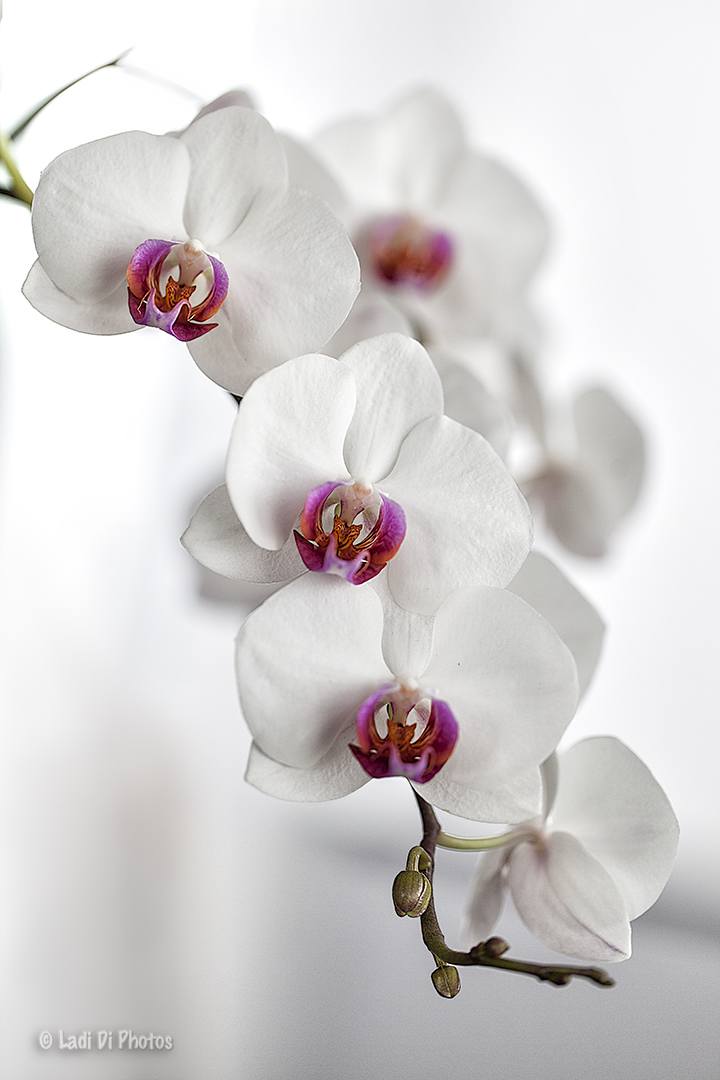 Mes orchidées