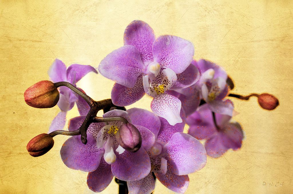 Mini Orchidée et texture
