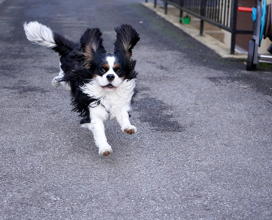 Cavalier King Charles