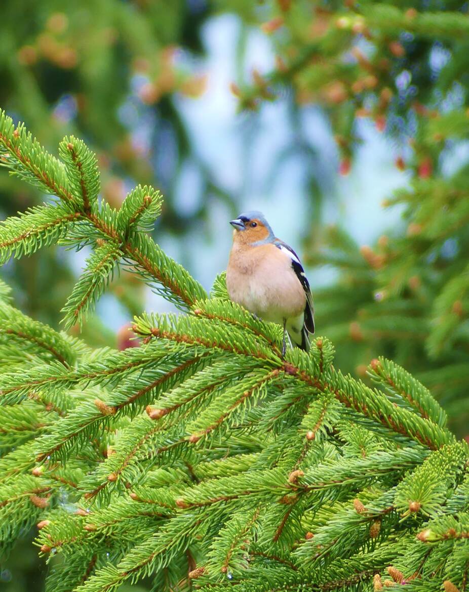 Pinson des arbres