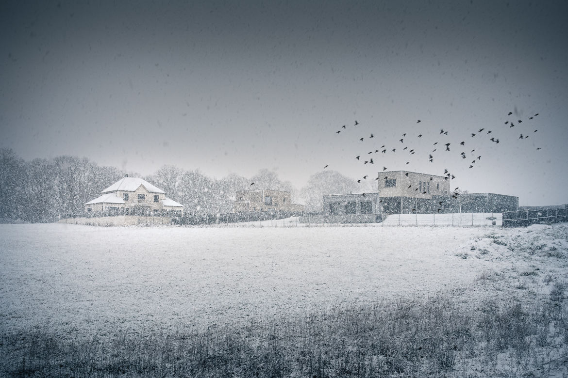 Envolée d'oiseaux sous la neige