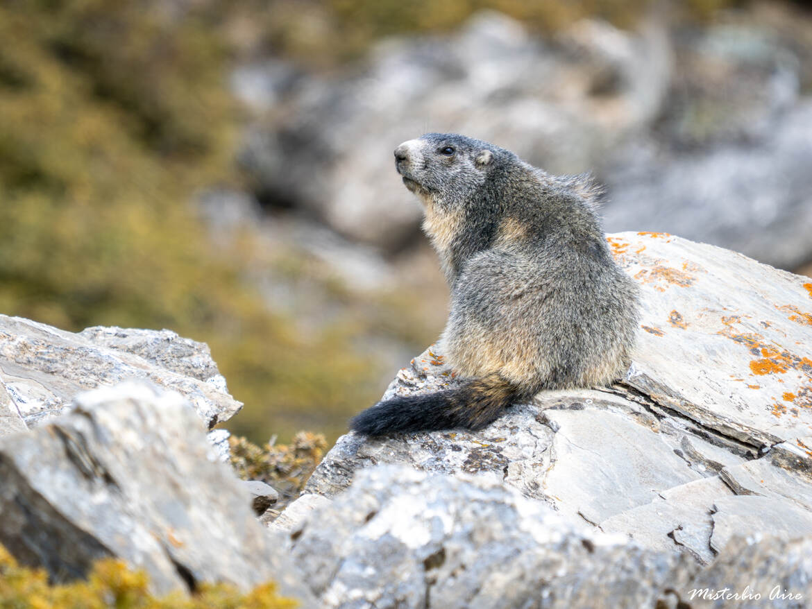 Marmotte