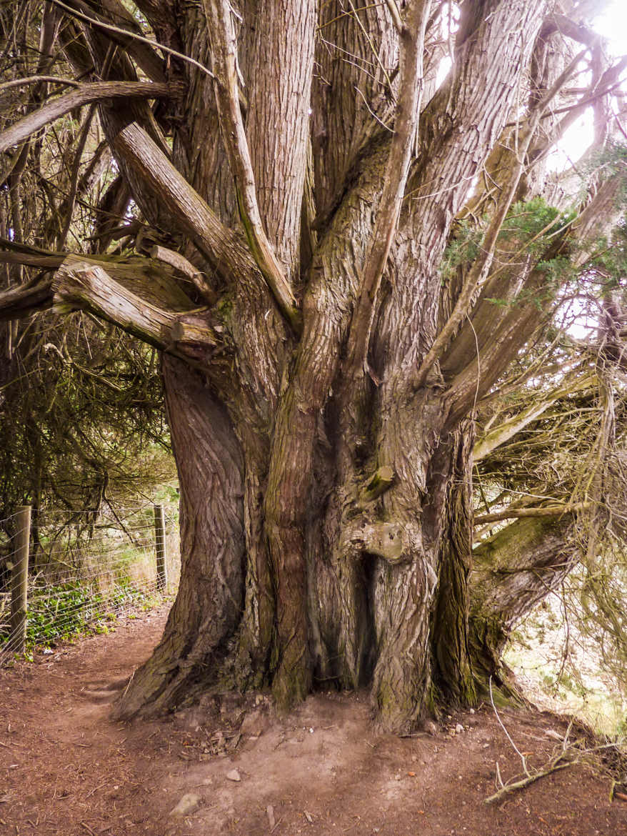 Arbre torturé