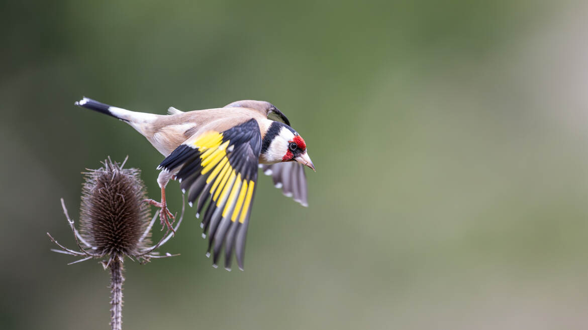 Cardère jump