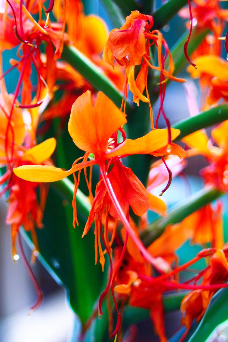 du pep's et de la couleur