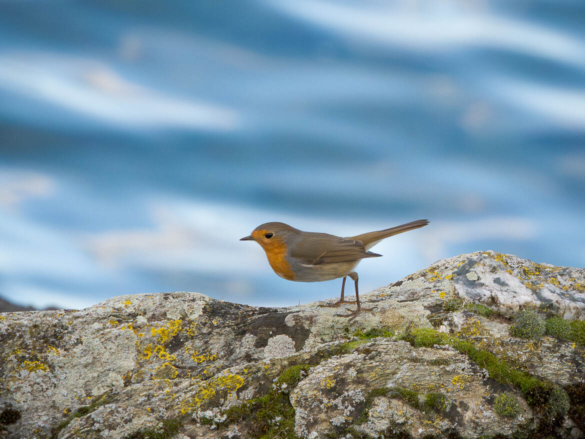 Encore un rouge gorge !