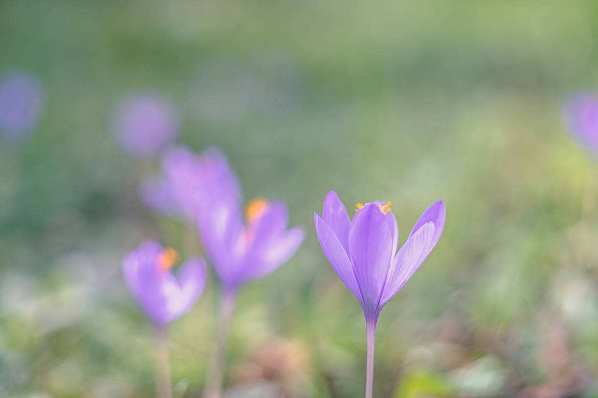 Fleurs sauvages