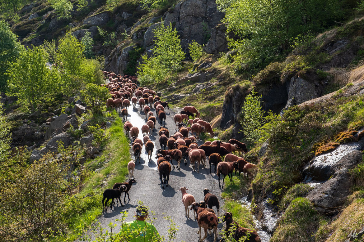 Transhumance