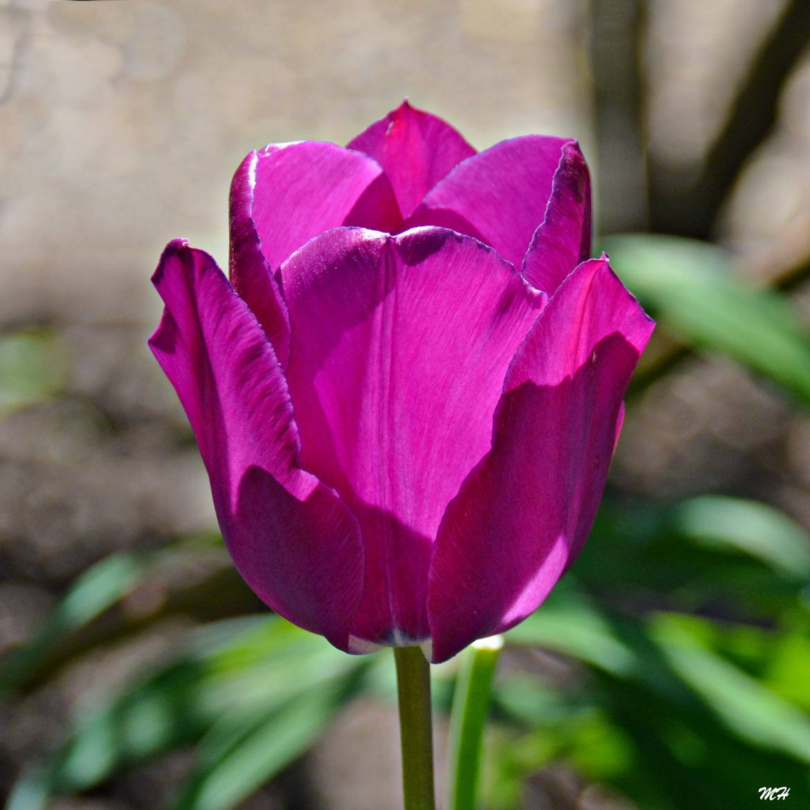 Ombre et lumière sur tulipe