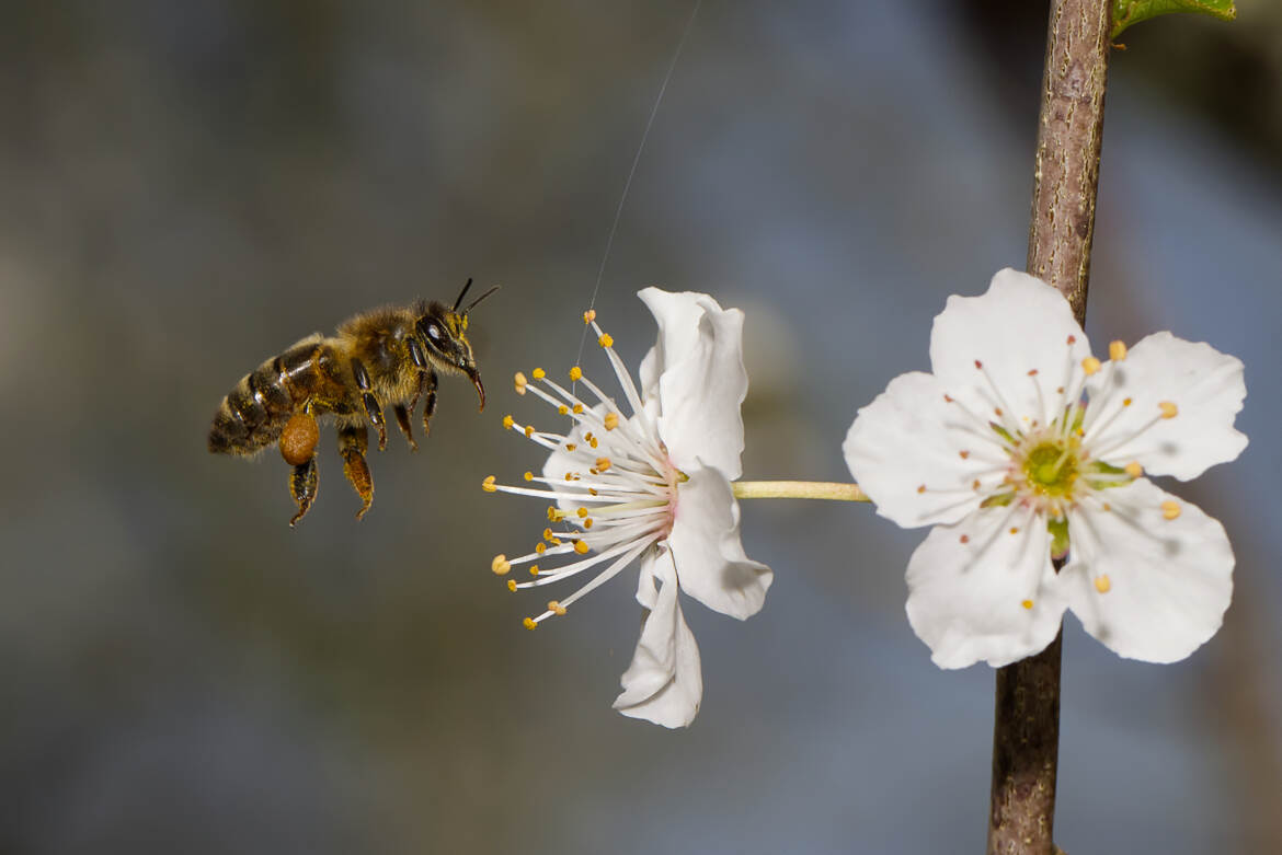 Je vais commencer par celle-ci