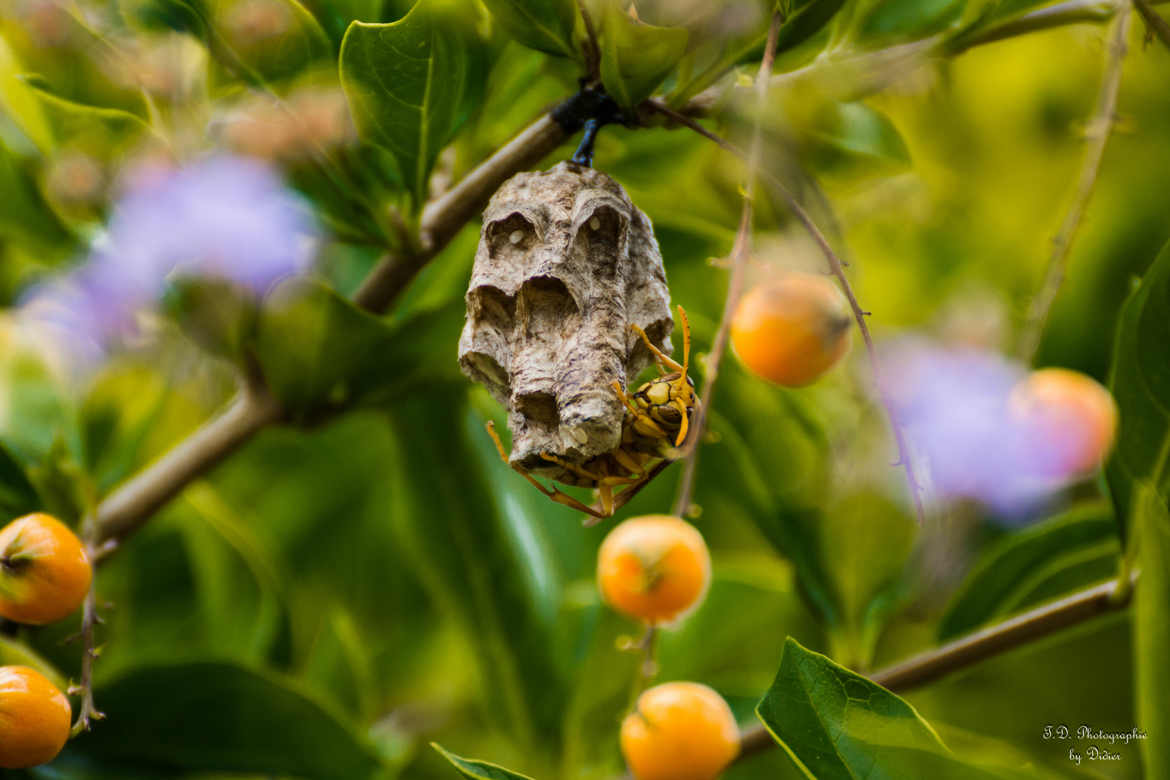 nid de guepes