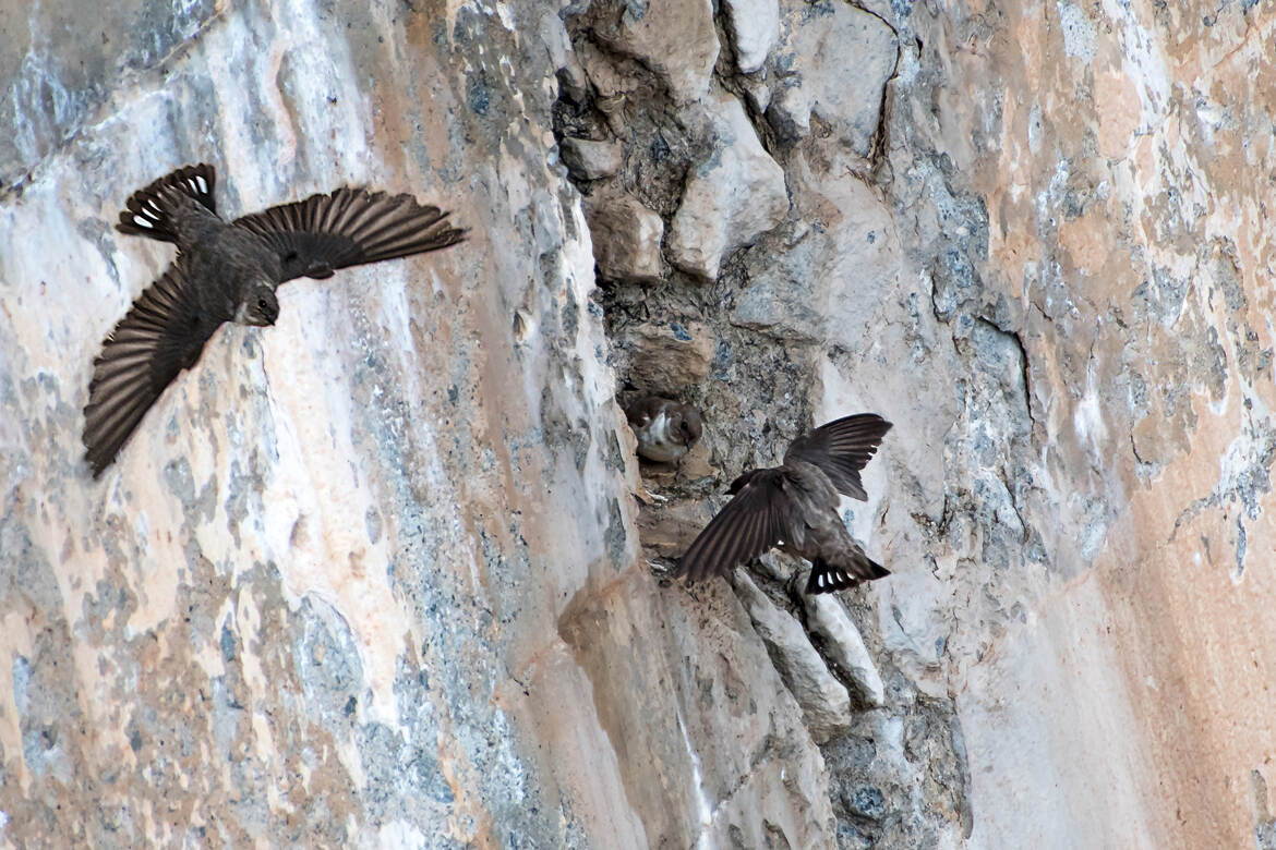 Hirondelles des Rochers